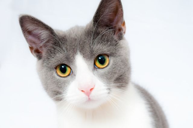 Photo of a grey and white cat